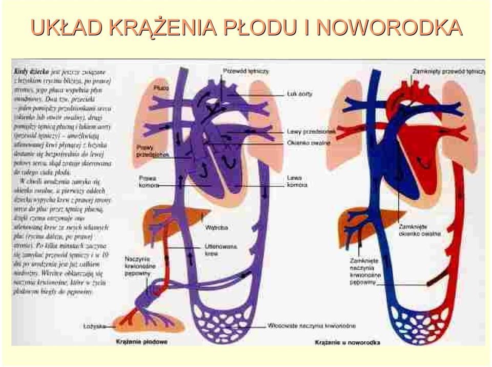 PŁODU I