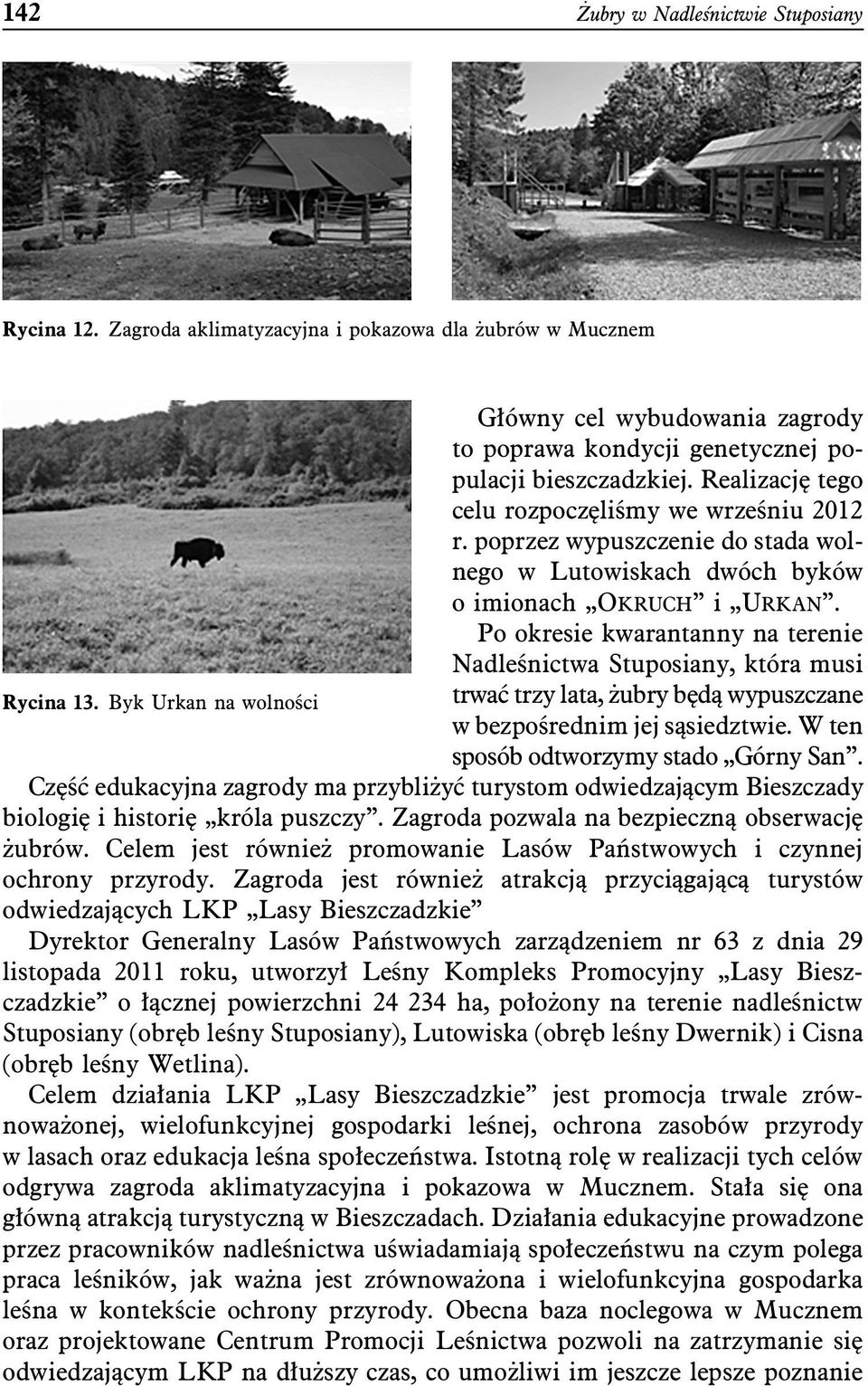 Po okresie kwarantanny na terenie Nadleśnictwa Stuposiany, która musi Rycina 13. Byk Urkan na wolności trwać trzy lata, żubry będą wypuszczane w bezpośrednim jej sąsiedztwie.