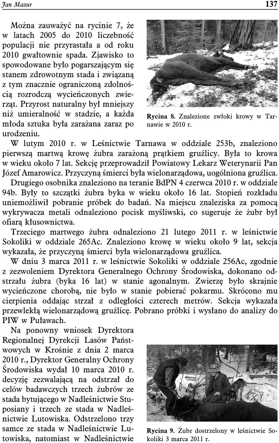 Przyrost naturalny był mniejszy niż umieralność w stadzie, a każda młoda sztuka była zarażana zaraz po urodzeniu. Rycina 8. Znalezione zwłoki krowy w Tarnawie w 2010 r. W lutym 2010 r.