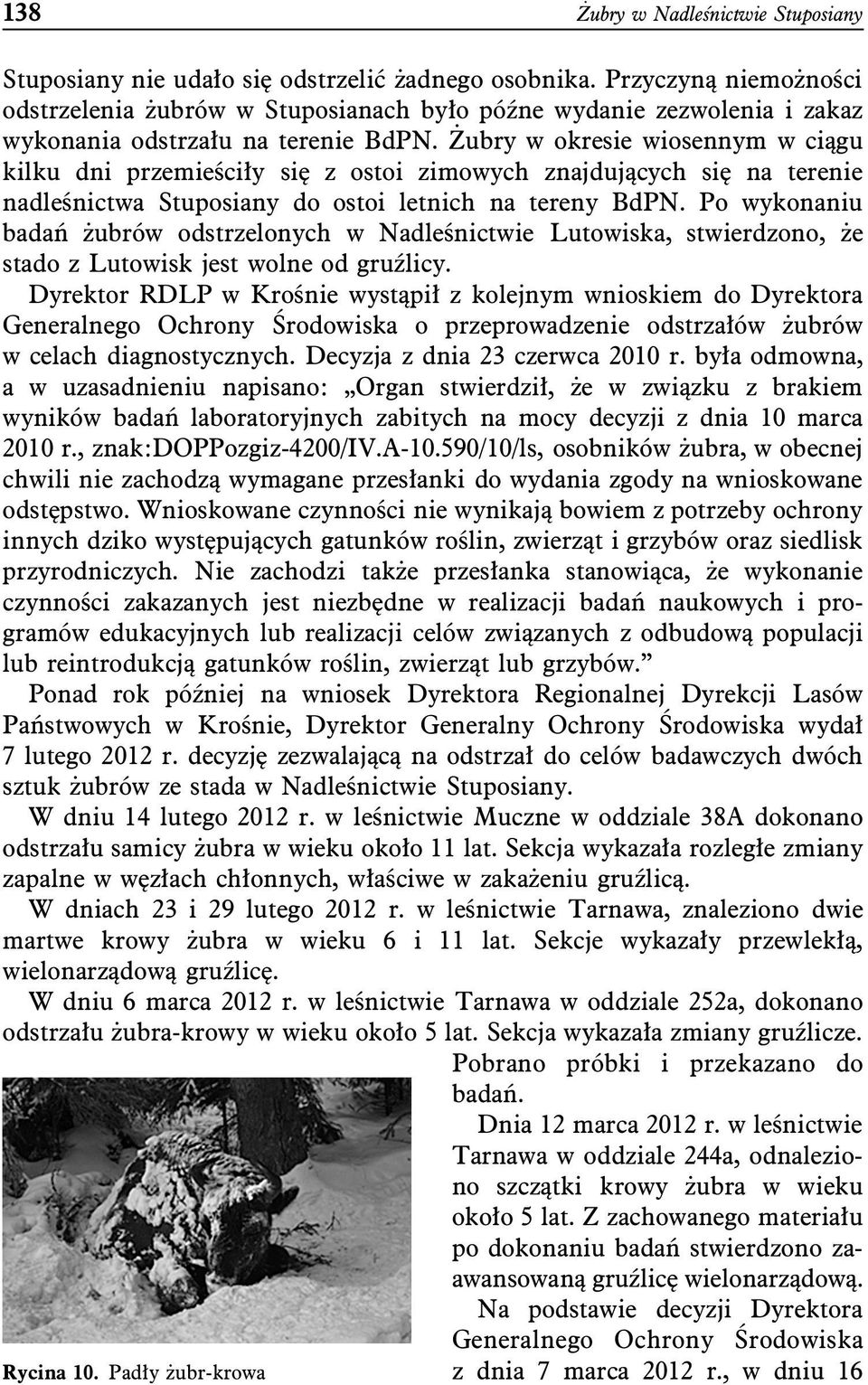 Żubry w okresie wiosennym w ciągu kilku dni przemieściły się z ostoi zimowych znajdujących się na terenie nadleśnictwa Stuposiany do ostoi letnich na tereny BdPN.