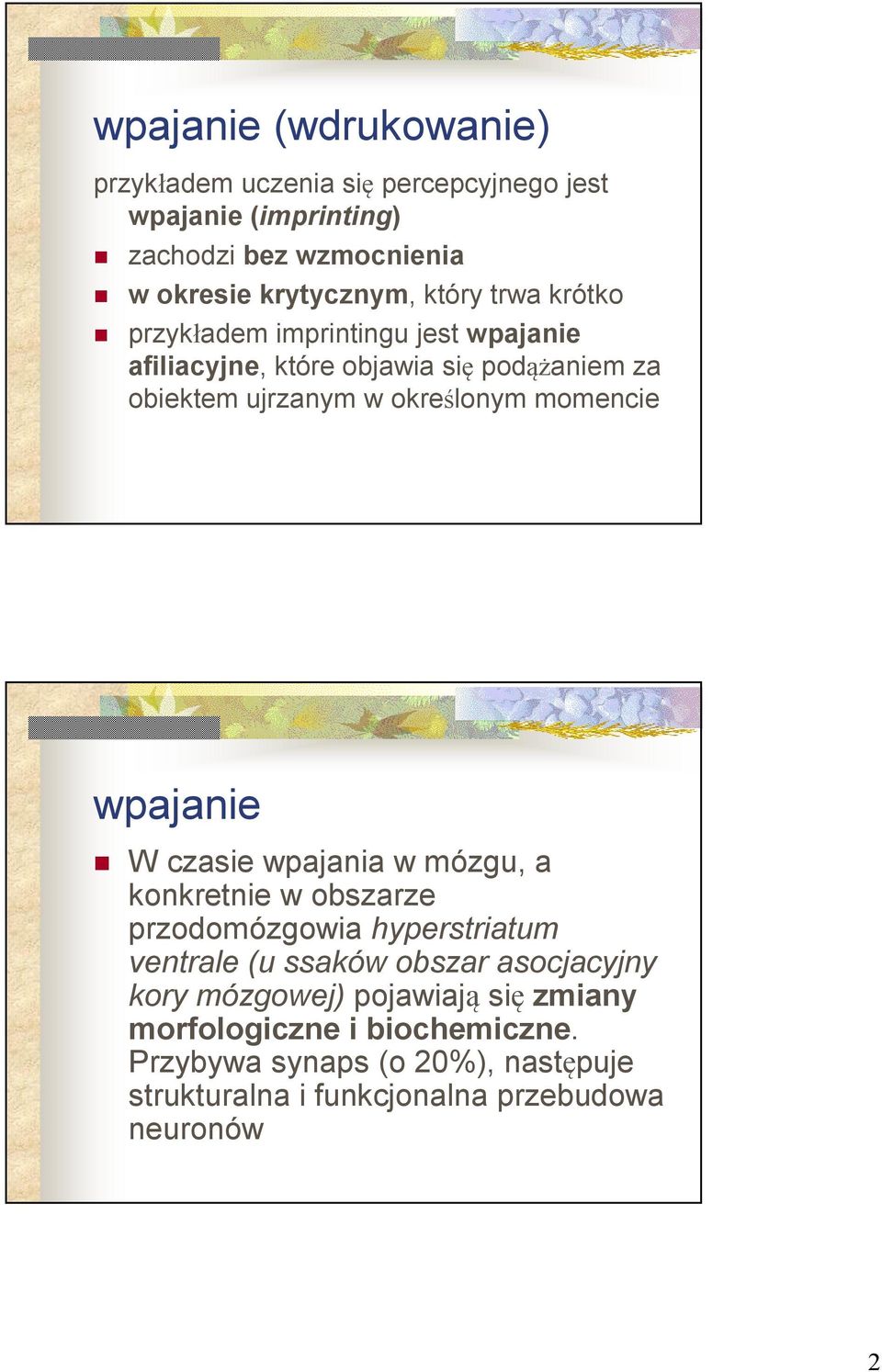 momencie wpajanie W czasie wpajania w mózgu, a konkretnie w obszarze przodomózgowia hyperstriatum ventrale (u ssaków obszar asocjacyjny