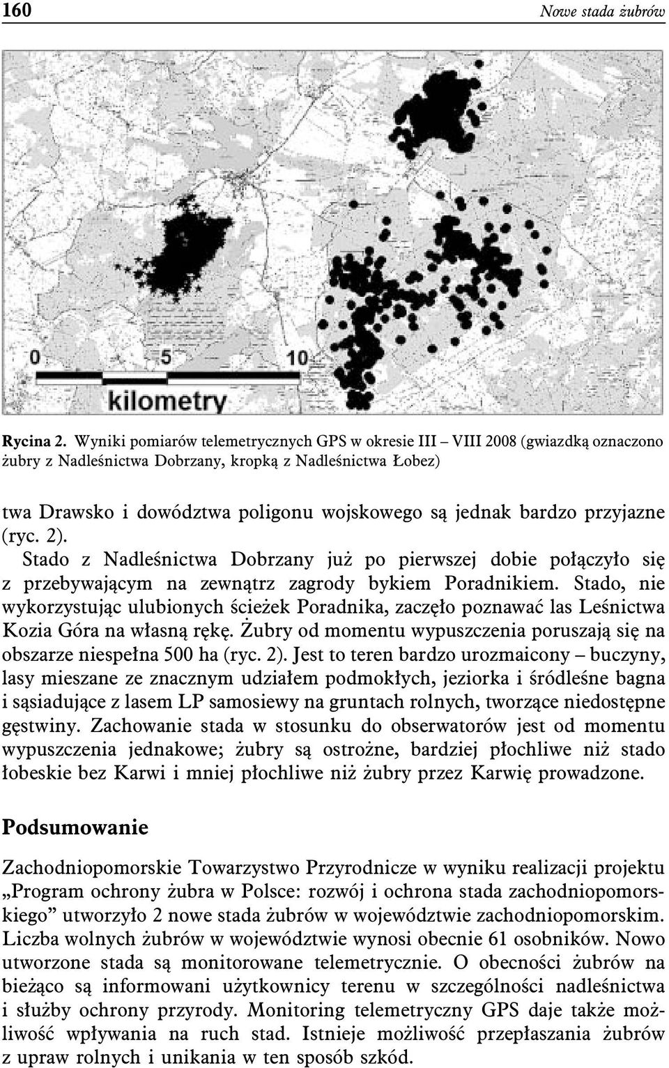 bardzo przyjazne (ryc. 2). Stado z Nadleśnictwa Dobrzany już po pierwszej dobie połączyło się z przebywającym na zewnątrz zagrody bykiem Poradnikiem.