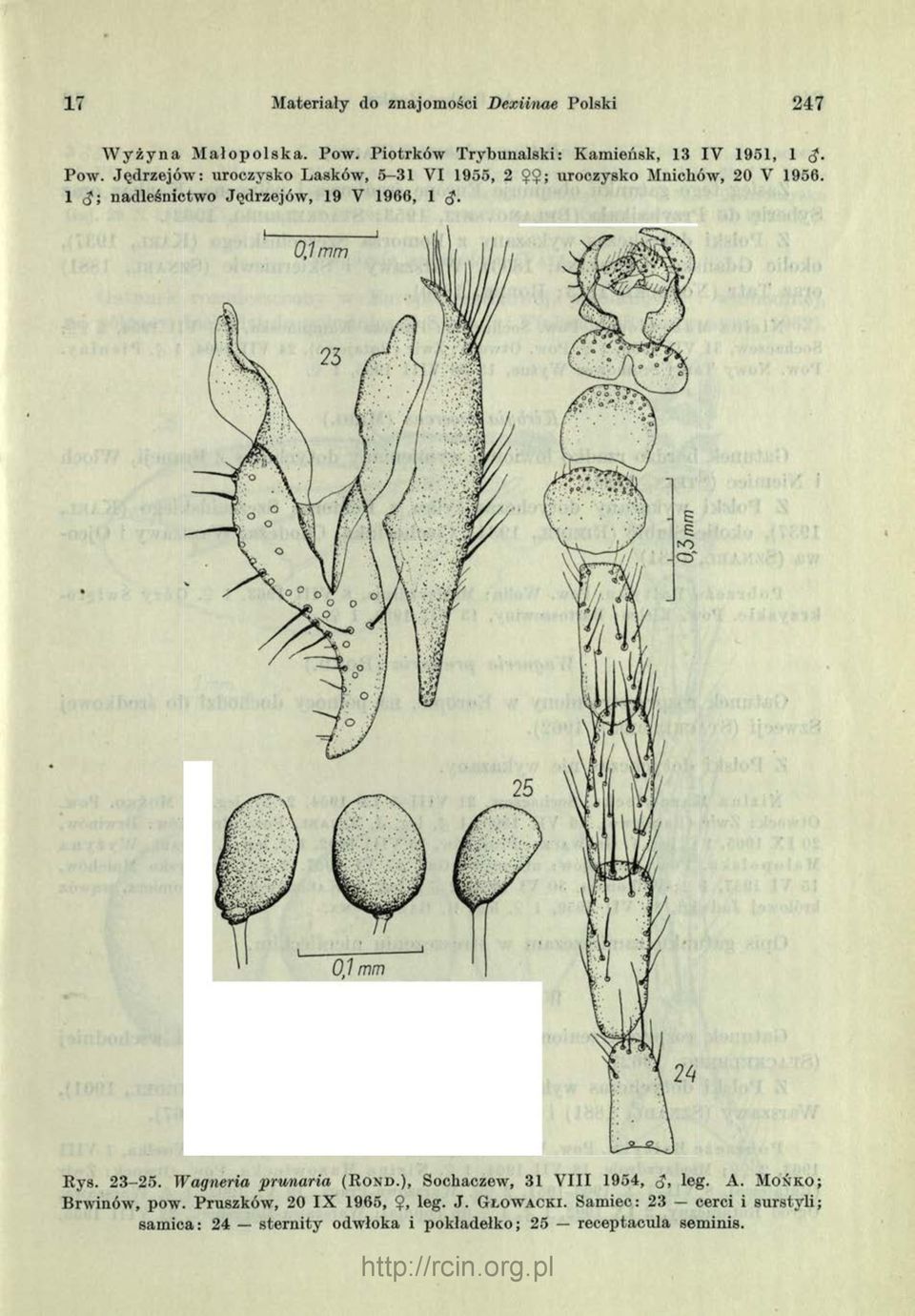 1 ; nadleśnictw o Jędrzejów, 19 V 1966, 1 0,1 mm Rys. 2 3-2 5. W agneria prunaria ( R o n d. ), Sochaczew, 3 1 V III 1 9 5 4, <J, leg.