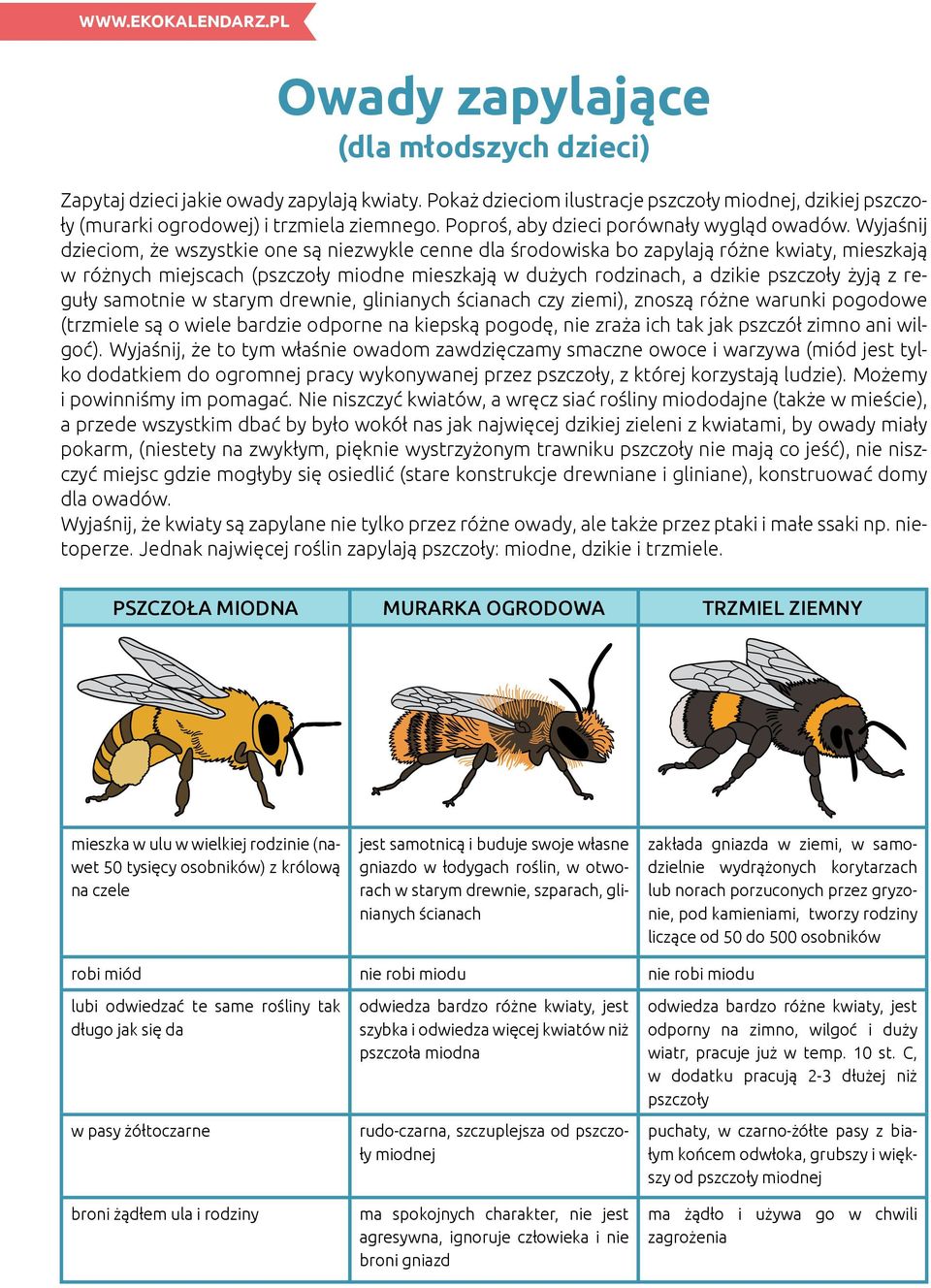 Wyjaśnij dzieciom, że wszystkie one są niezwykle cenne dla środowiska bo zapylają różne kwiaty, mieszkają w różnych miejscach (pszczoły miodne mieszkają w dużych rodzinach, a dzikie pszczoły żyją z