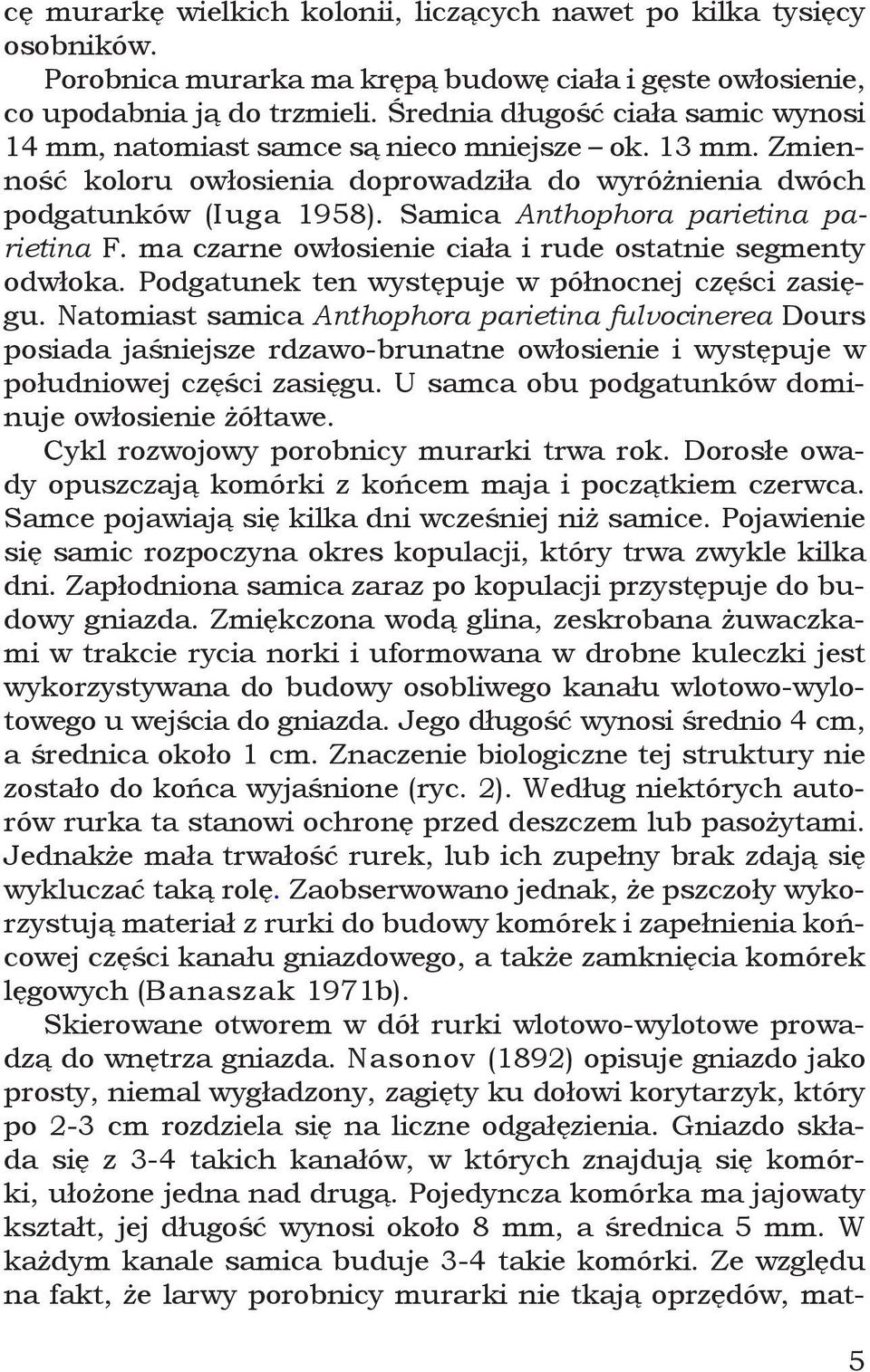 Samica Anthophora parietina parietina F. ma czarne owłosienie ciała i rude ostatnie segmenty odwłoka. Podgatunek ten występuje w północnej części zasięgu.