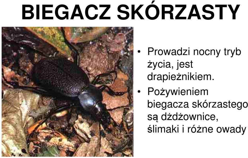 Pożywieniem biegacza skórzastego