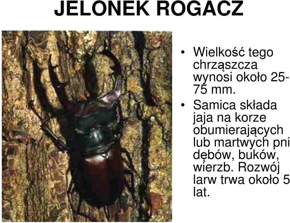 Samica składa jaja na korze obumierających