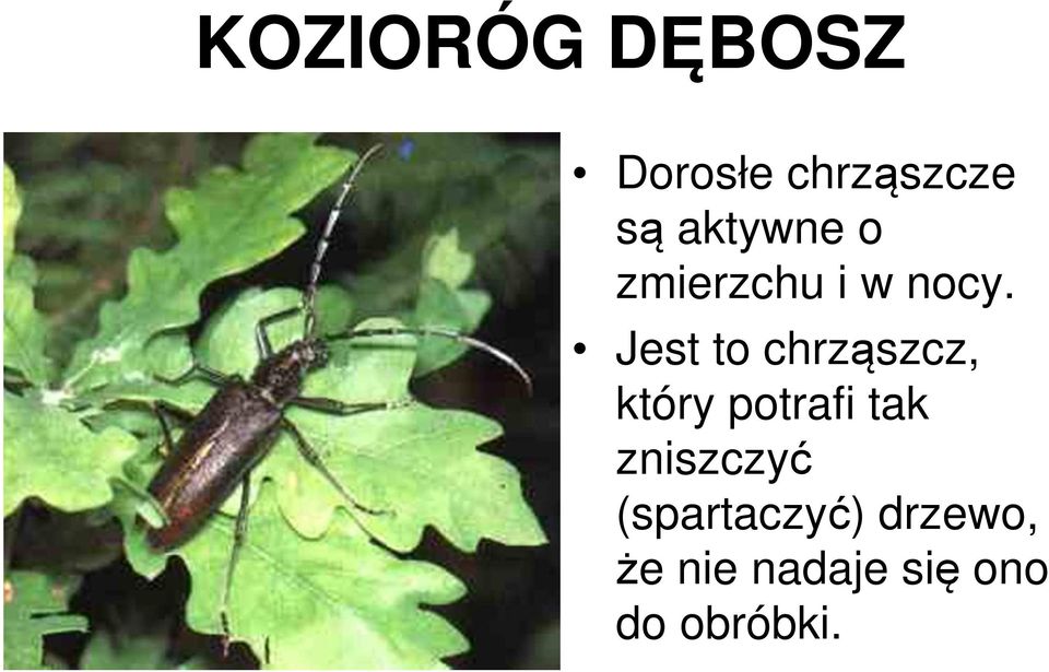 Jest to chrząszcz, który potrafi tak