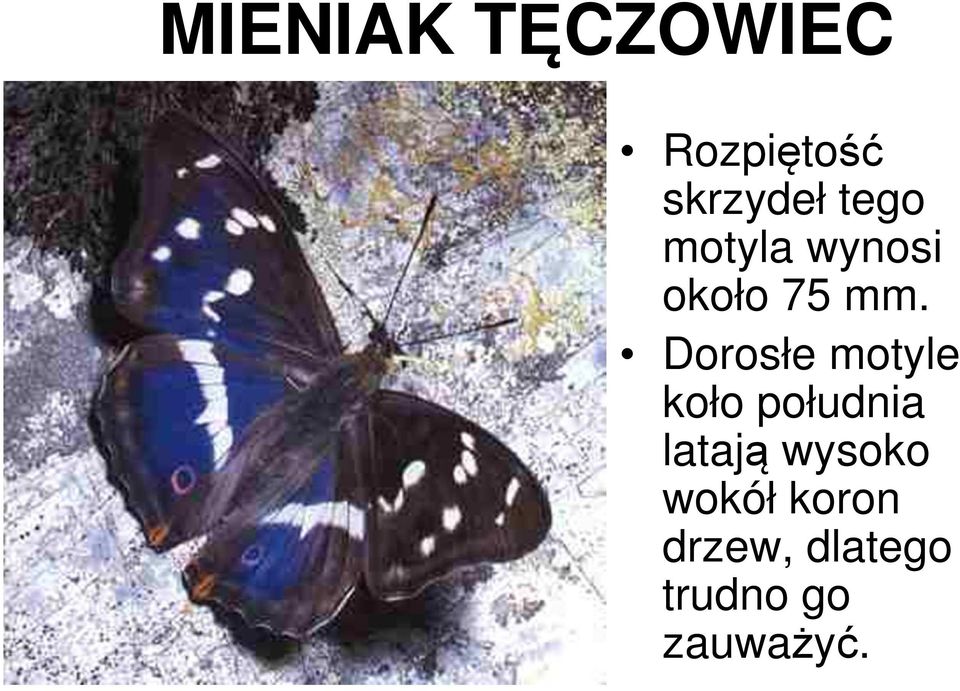 Dorosłe motyle koło południa latają