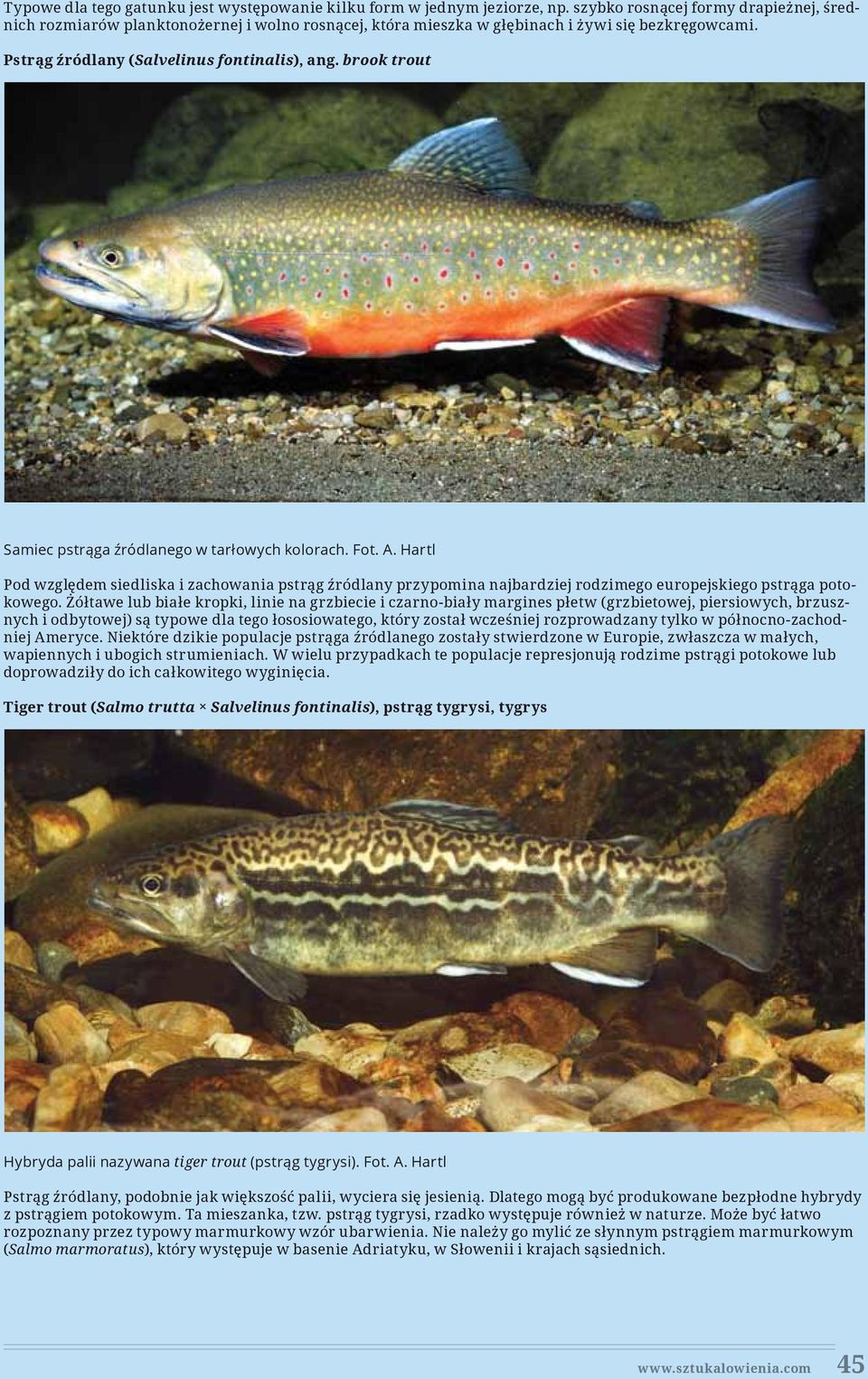 brook trout Samiec pstrąga źródlanego w tarłowych kolorach. Fot. A. Hartl Pod względem siedliska i zachowania pstrąg źródlany przypomina najbardziej rodzimego europejskiego pstrąga potokowego.