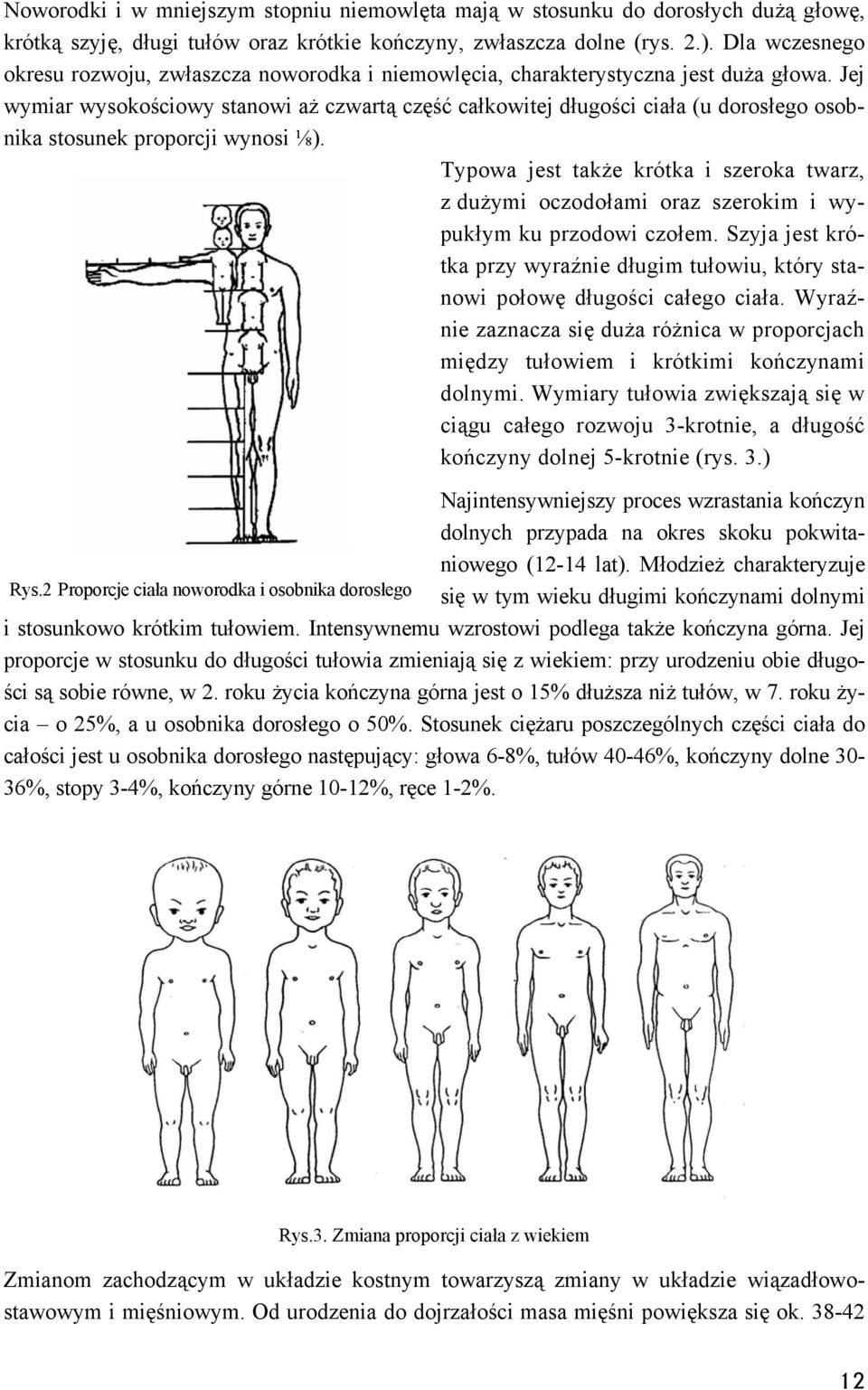 Jej wymiar wysokościowy stanowi aż czwartą część całkowitej długości ciała (u dorosłego osobnika stosunek proporcji wynosi ⅛).