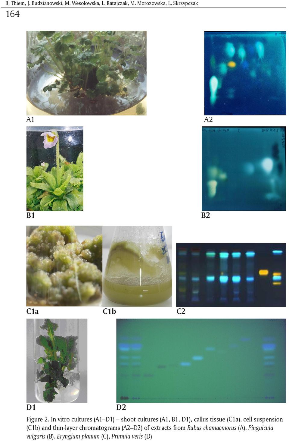 In vitro cultures (A1 D1) shoot cultures (A1, B1, D1), callus tissue (C1a), cell suspension