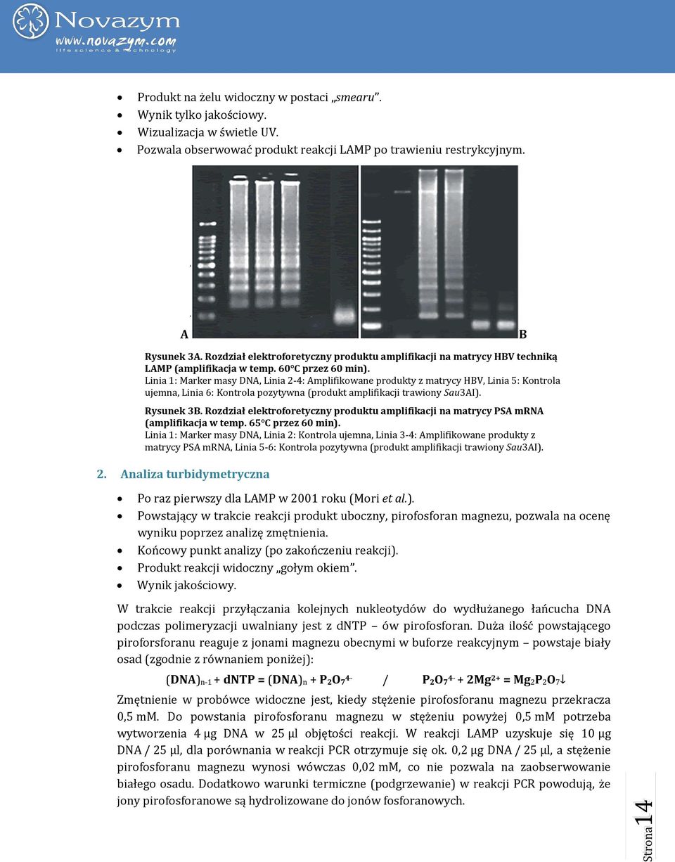 Linia 1: Marker masy DNA, Linia 2-4: Amplifikowane produkty z matrycy HBV, Linia 5: Kontrola ujemna, Linia 6: Kontrola pozytywna (produkt amplifikacji trawiony Sau3AI). Rysunek 3B.