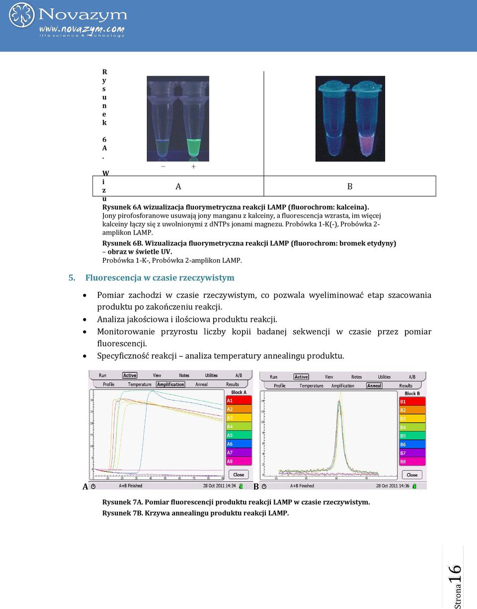 Rysunek 6B. Wizualizacja fluorymetryczna reakcji LAMP (fluorochrom: bromek etydyny) obraz w świetle UV. Probówka 1-K-, Probówka 2-amplikon LAMP. 5.