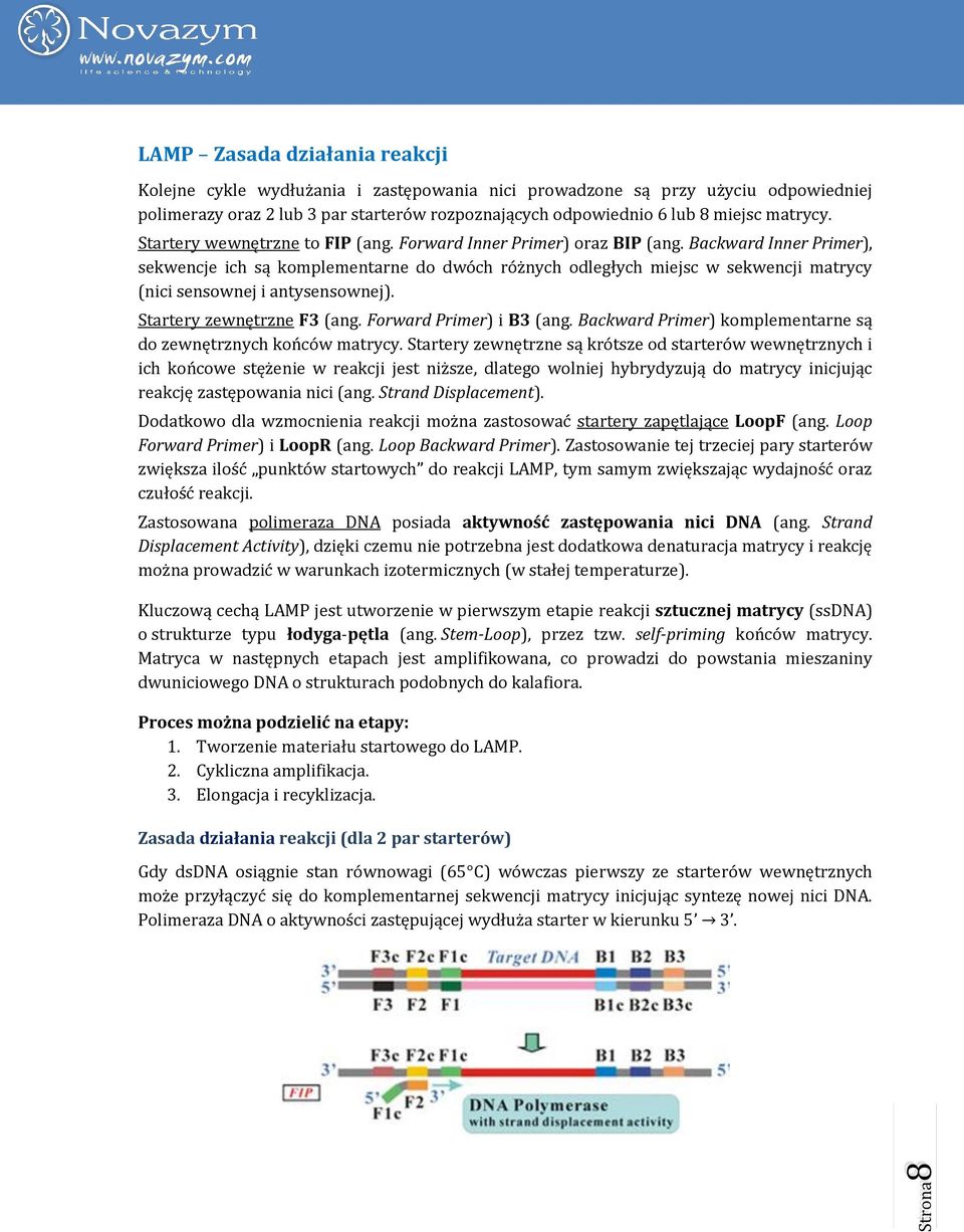 Backward Inner Primer), sekwencje ich są komplementarne do dwóch różnych odległych miejsc w sekwencji matrycy (nici sensownej i antysensownej). Startery zewnętrzne F3 (ang. Forward Primer) i B3 (ang.