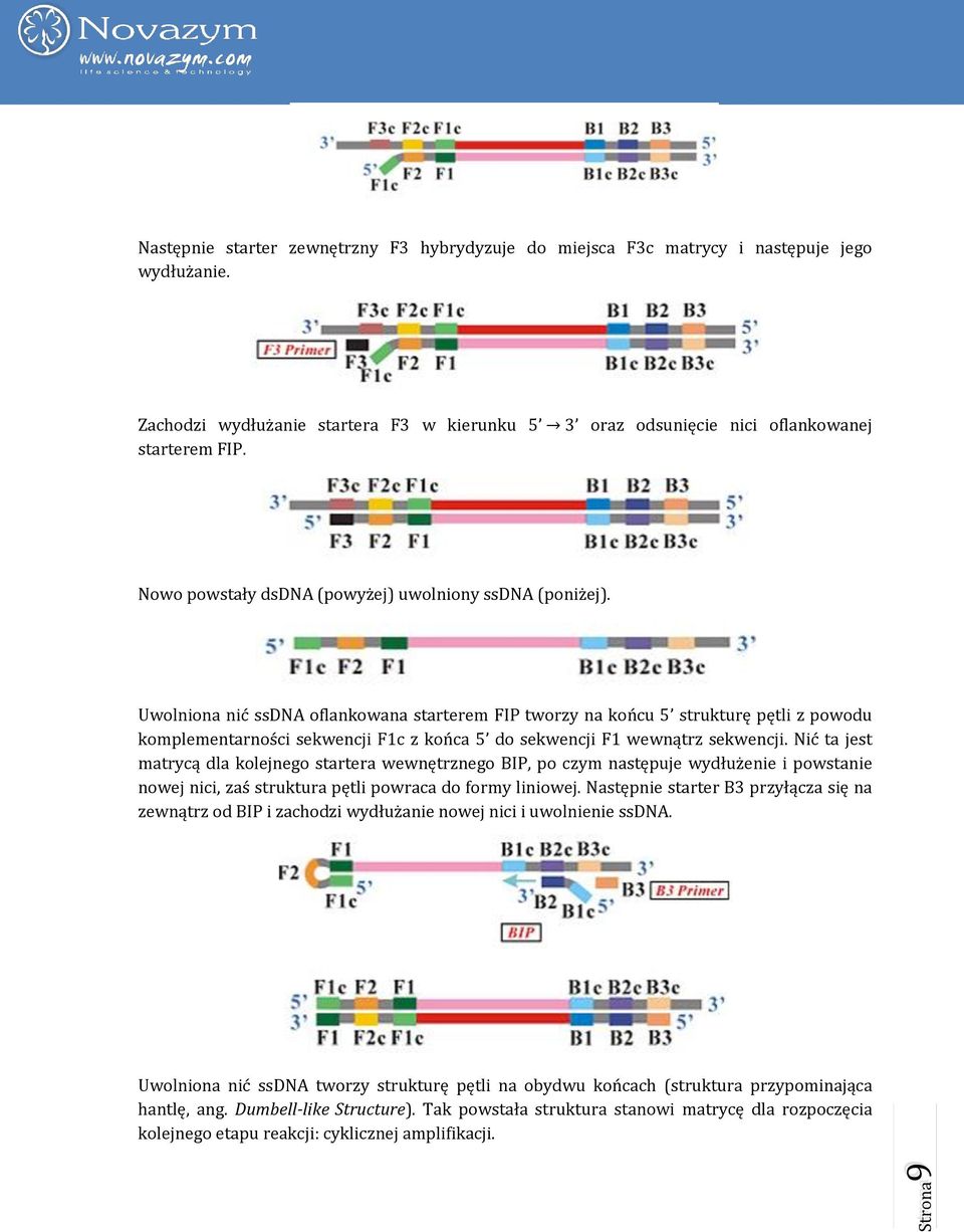 Uwolniona nić ssdna oflankowana starterem FIP tworzy na końcu 5 strukturę pętli z powodu komplementarności sekwencji F1c z końca 5 do sekwencji F1 wewnątrz sekwencji.