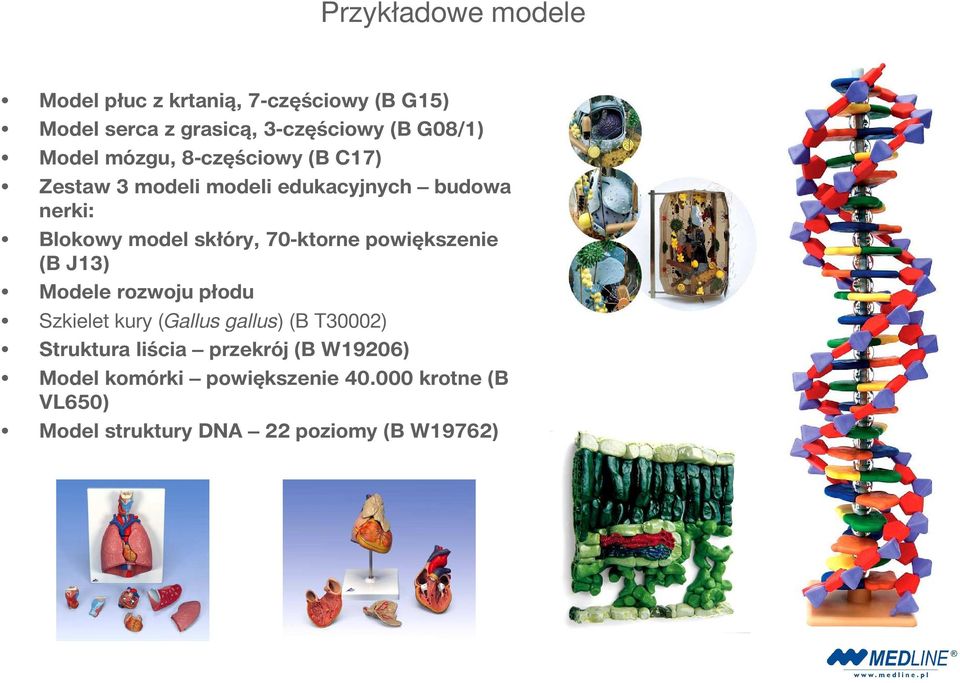 70-ktorne powiększenie (B J13) Modele rozwoju płodu Szkielet kury (Gallus gallus) (B T30002) Struktura