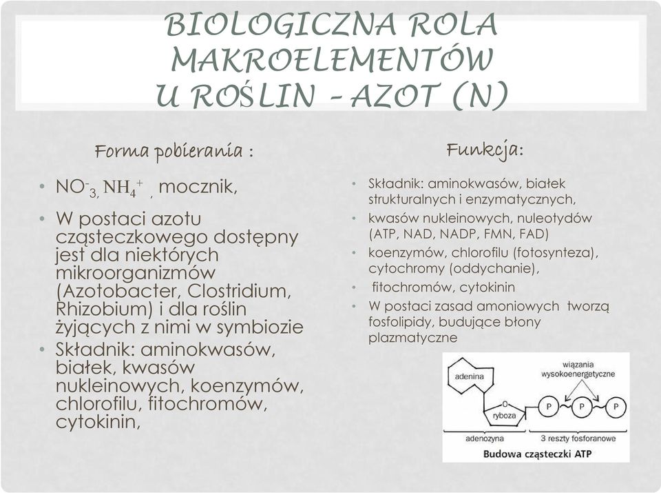 fitochromów, cytokinin, Funkcja: Składnik: aminokwasów, białek strukturalnych i enzymatycznych, kwasów nukleinowych, nuleotydów (ATP, NAD, NADP, FMN, FAD)