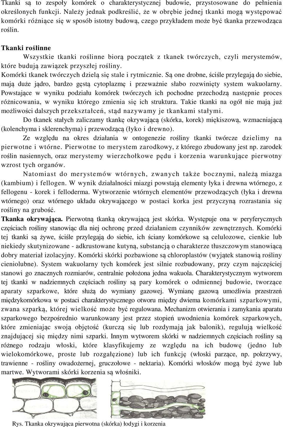 Tkanki roślinne Wszystkie tkanki roślinne biorą początek z tkanek twórczych, czyli merystemów, które budują zawiązek przyszłej rośliny. Komórki tkanek twórczych dzielą się stale i rytmicznie.