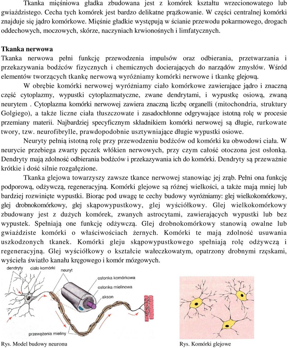 Tkanka nerwowa Tkanka nerwowa pełni funkcję przewodzenia impulsów oraz odbierania, przetwarzania i przekazywania bodźców fizycznych i chemicznych docierających do narządów zmysłów.