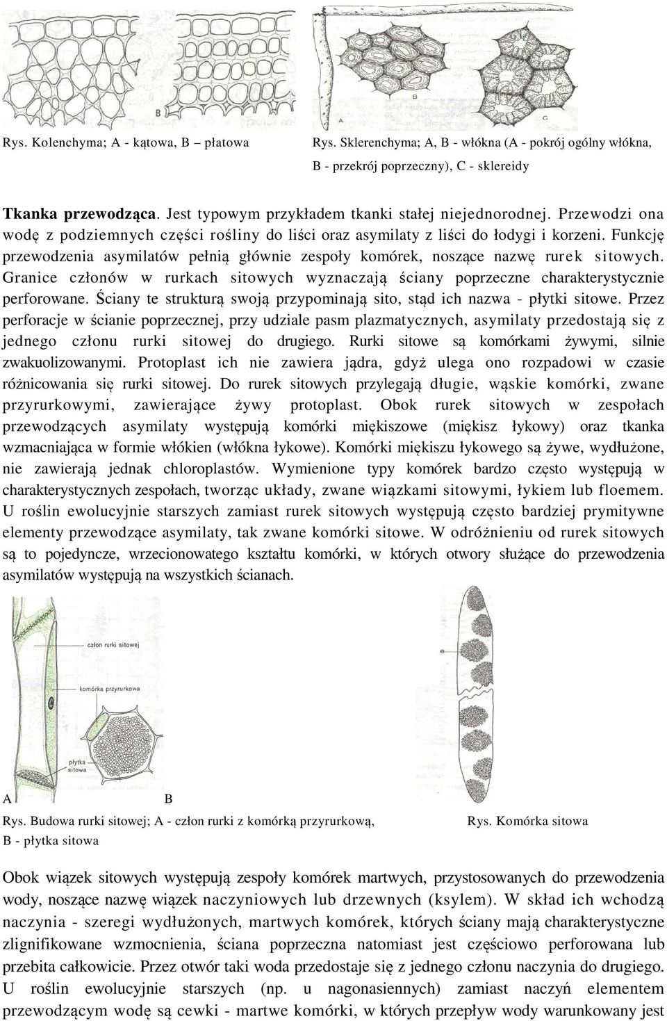 Funkcję przewodzenia asymilatów pełnią głównie zespoły komórek, noszące nazwę rurek sitowych. Granice członów w rurkach sitowych wyznaczają ściany poprzeczne charakterystycznie perforowane.