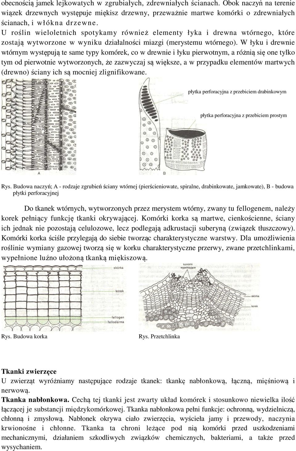 U roślin wieloletnich spotykamy również elementy łyka i drewna wtórnego, które zostają wytworzone w wyniku działalności miazgi (merystemu wtórnego).