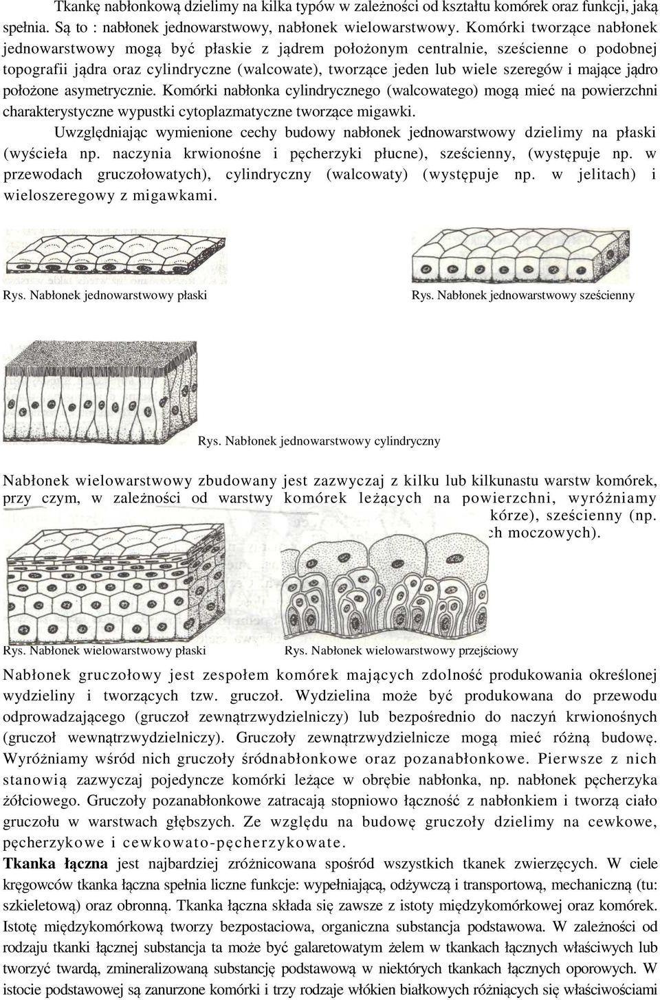 mające jądro położone asymetrycznie. Komórki nabłonka cylindrycznego (walcowatego) mogą mieć na powierzchni charakterystyczne wypustki cytoplazmatyczne tworzące migawki.