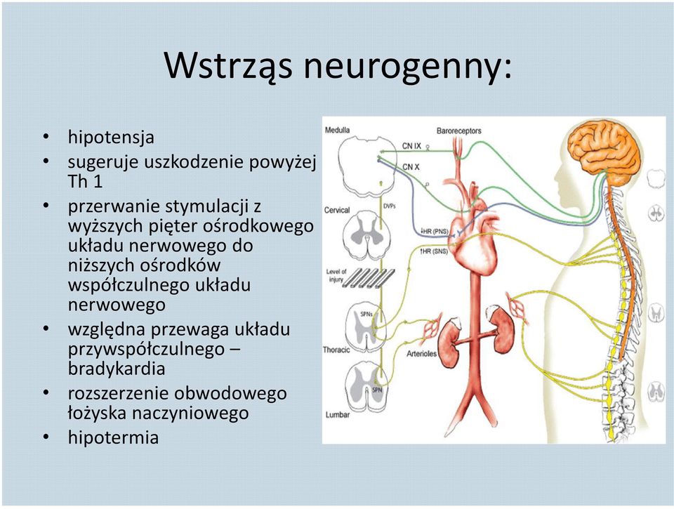 niższych ośrodków współczulnego układu nerwowego względna przewaga układu