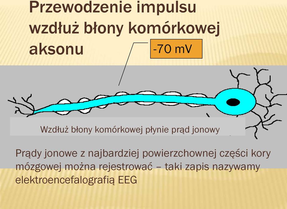 jonowe z najbardziej powierzchownej części kory mózgowej