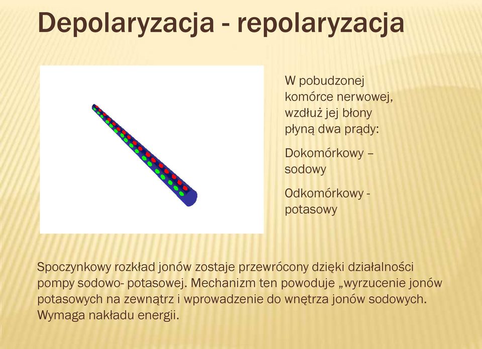 przewrócony dzięki działalności pompy sodowo- potasowej.