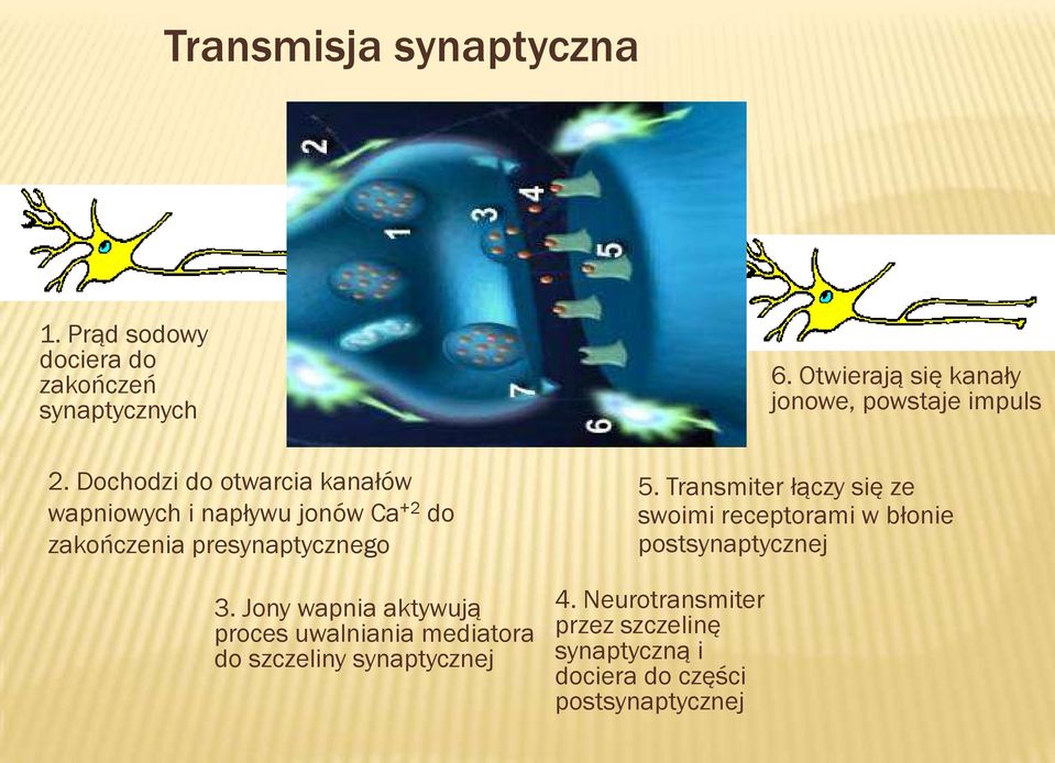 Jony wapnia aktywują proces uwalniania mediatora do szczeliny synaptycznej 5.