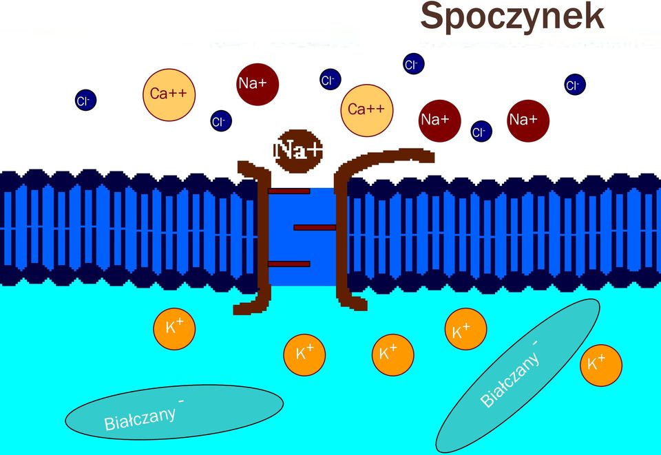 Cl - Na+ Cl - Na+ Cl