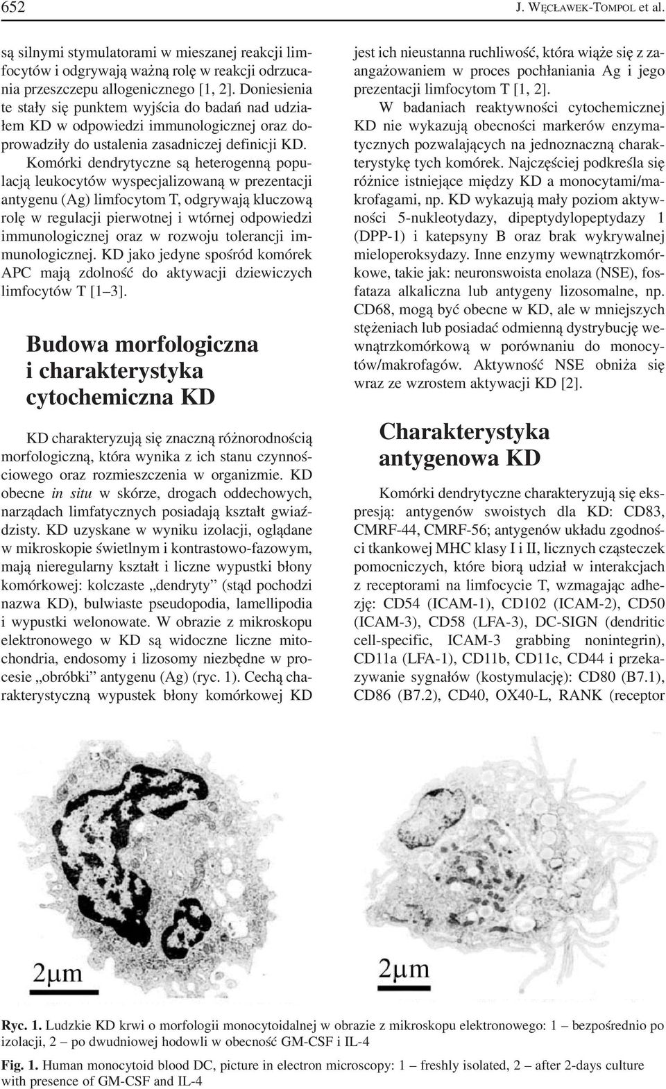 Komórki dendrytyczne są heterogenną popu lacją leukocytów wyspecjalizowaną w prezentacji antygenu (Ag) limfocytom T, odgrywają kluczową rolę w regulacji pierwotnej i wtórnej odpowiedzi