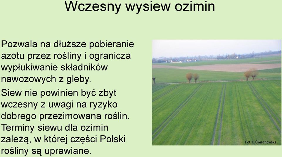 Siew nie powinien być zbyt wczesny z uwagi na ryzyko dobrego przezimowana