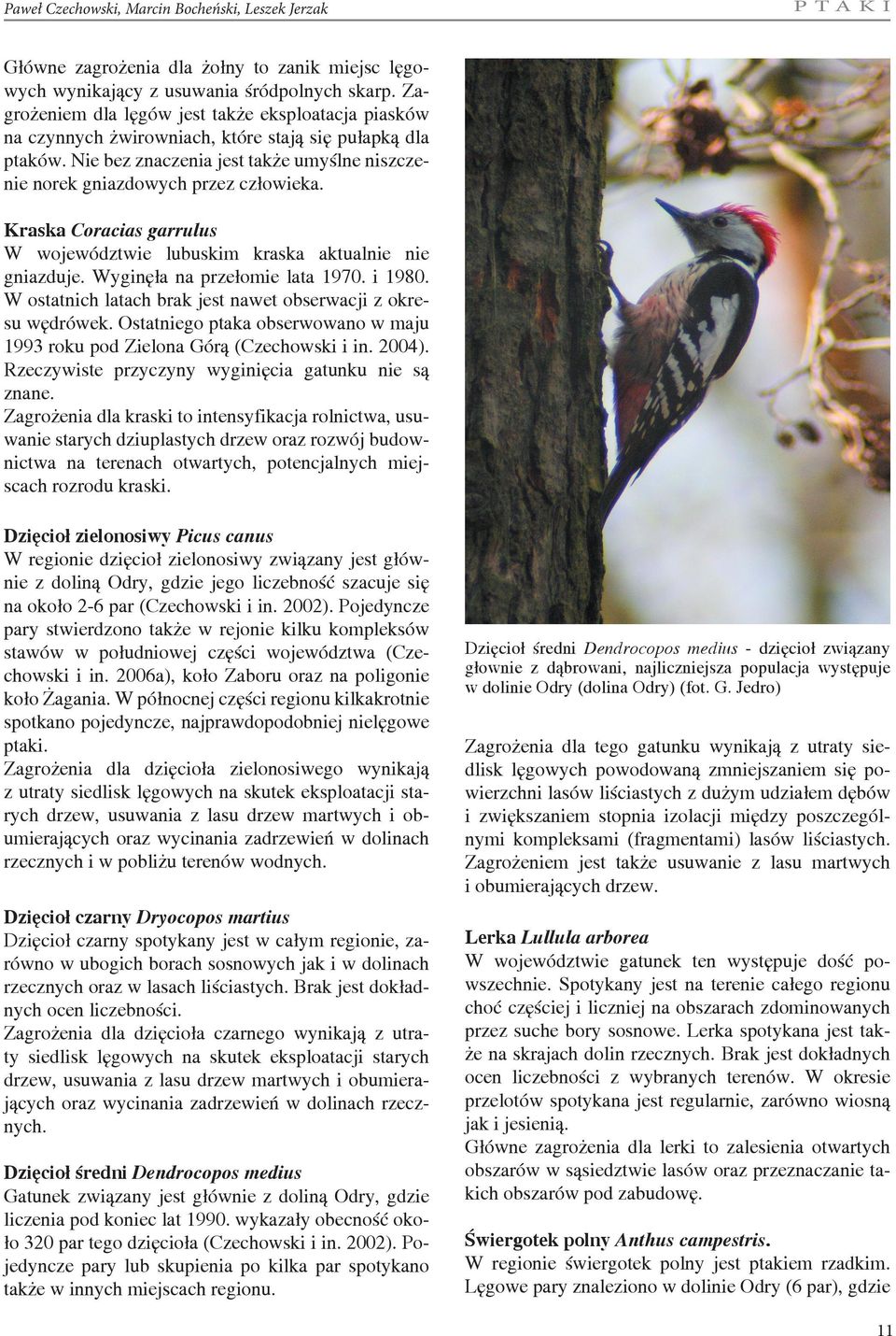 Kraska Coracias garrulus W województwie lubuskim kraska aktualnie nie gniazduje. Wyginęła na przełomie lata 1970. i 1980. W ostatnich latach brak jest nawet obserwacji z okresu wędrówek.