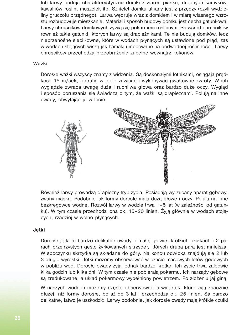 Są wśród chruścików również takie gatunki, których larwy są drapieżnikami.