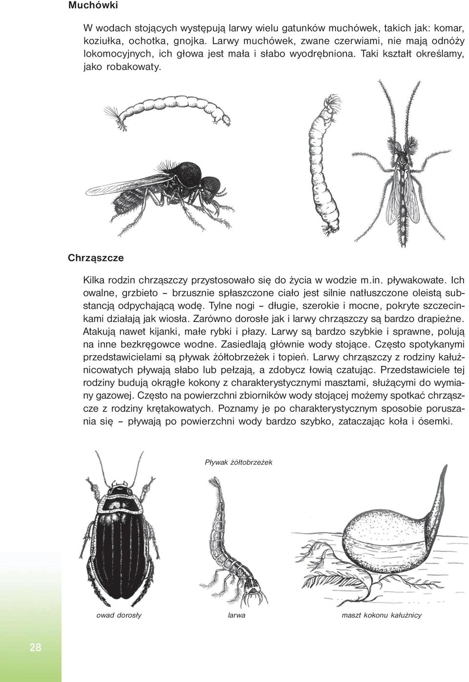 Chrząszcze Kilka rodzin chrząszczy przystosowało się do życia w wodzie m.in. pływakowate. Ich owalne, grzbieto brzusznie spłaszczone ciało jest silnie natłuszczone oleistą substancją odpychającą wodę.