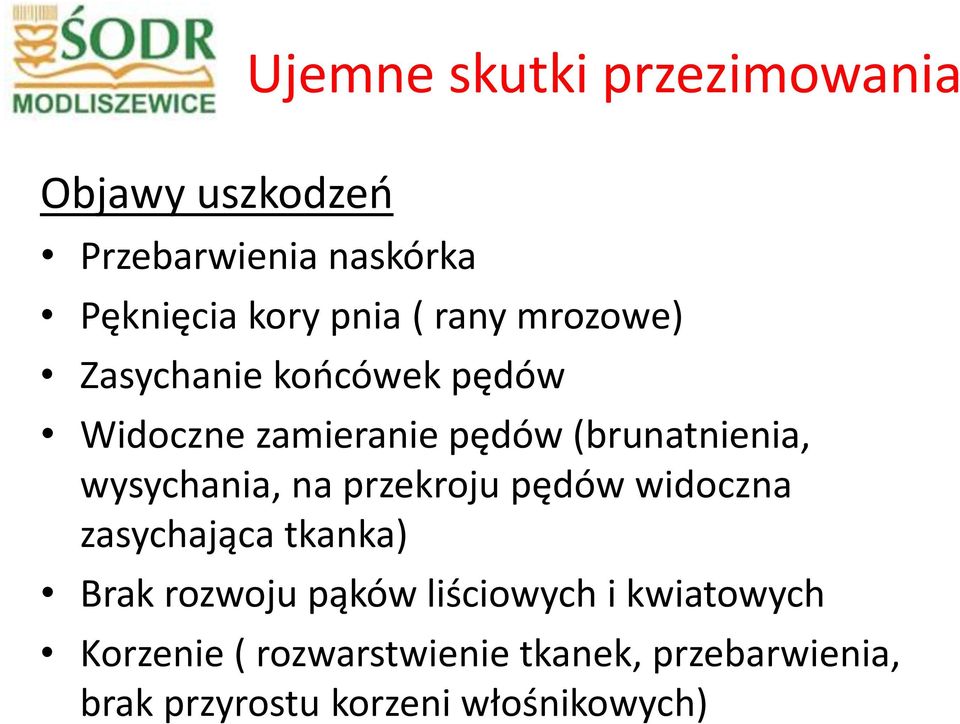 wysychania, na przekroju pędów widoczna zasychająca tkanka) Brak rozwoju pąków liściowych