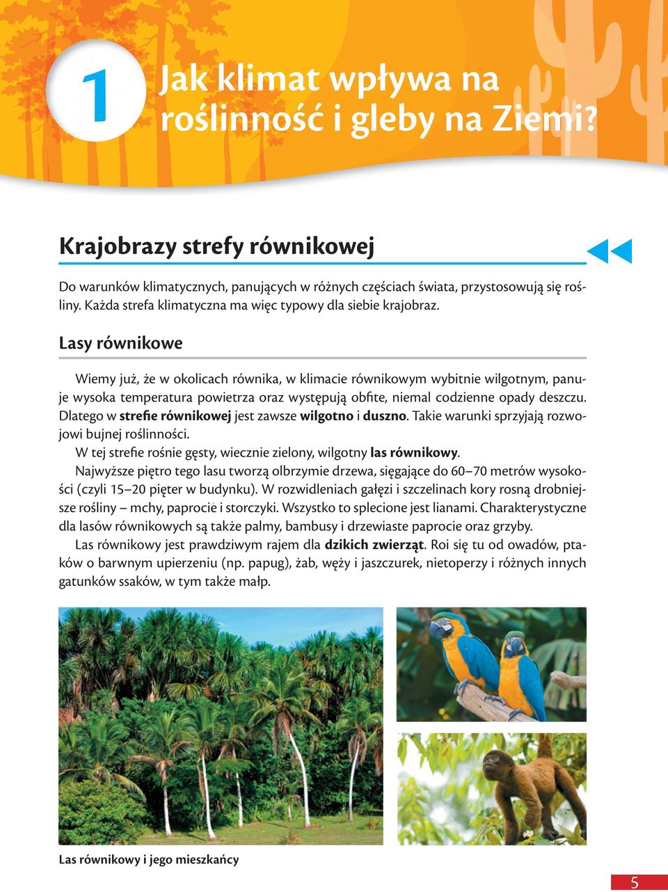 Lasy równikowe Wiemy już, że w okolicach równika, w klimacie równikowym wybitnie wilgotnym, panuje wysoka temperatura powietrza oraz występują obfite, niemal codzienne opady deszczu.