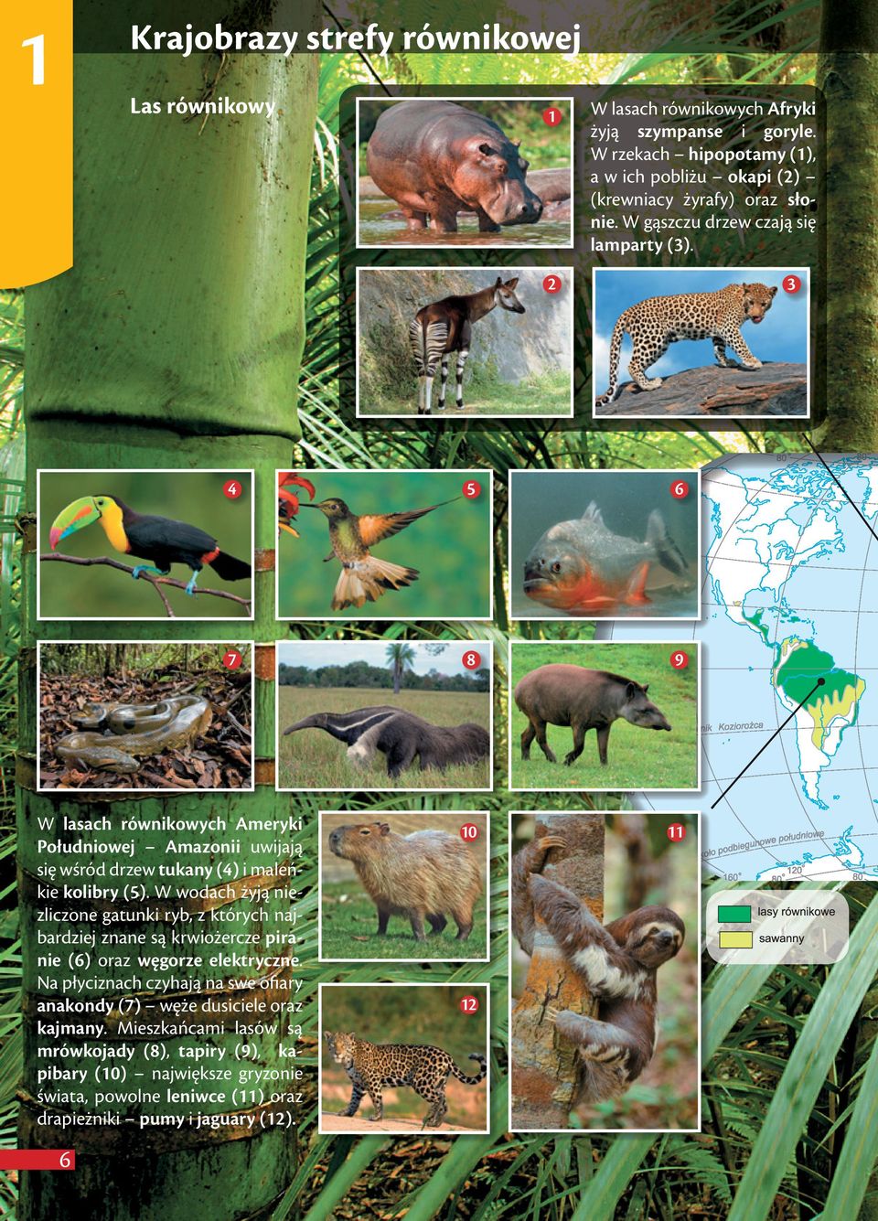 2 4 5 6 7 8 9 10 11 W lasach równikowych Ameryki Południowej Amazonii uwijają się wśród drzew tukany (4) i maleńkie kolibry (5).