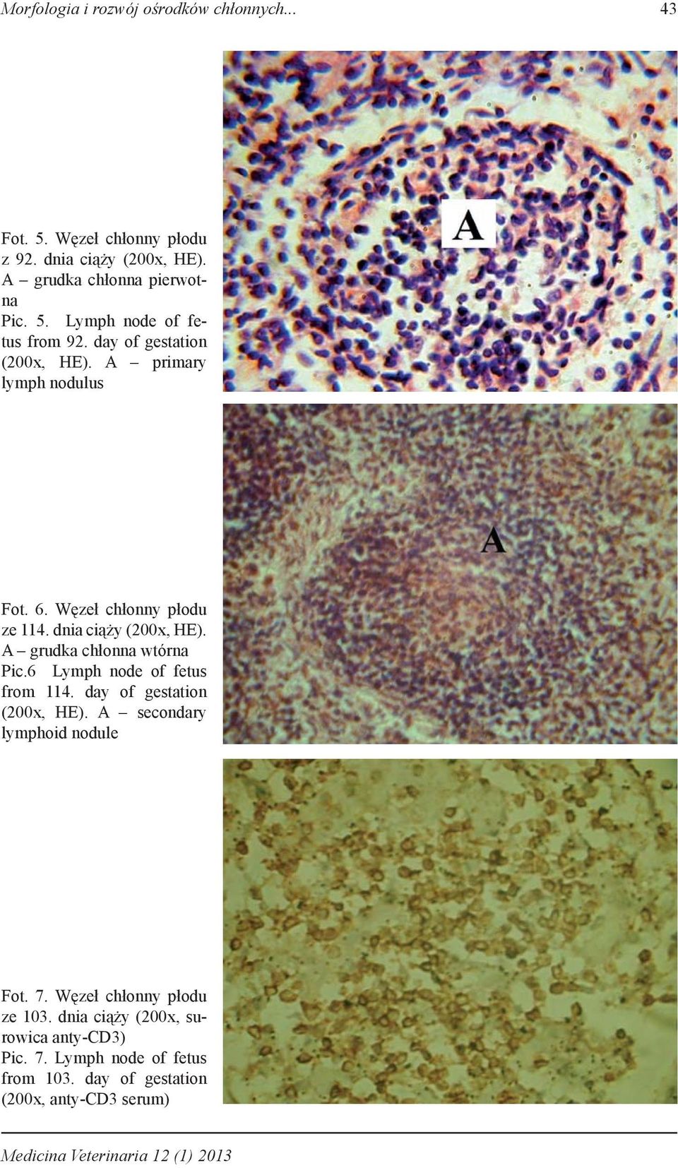 6 Lymph node of fetus from 114. day of gestation (200x, HE). A secondary lymphoid nodule Fot. 7. Węzeł chłonny płodu ze 103.