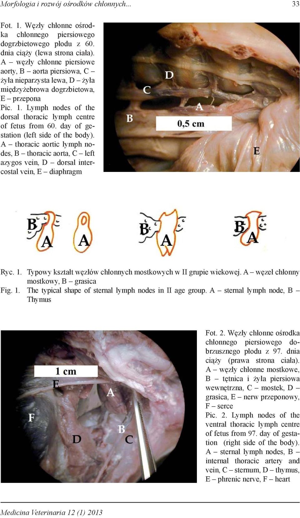 day of gestation (left side of the body). A thoracic aortic lymph nodes, B thoracic aorta, C left azygos vein, D dorsal intercostal vein, E diaphragm Ryc. 1.