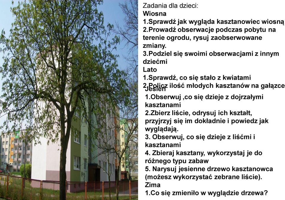 Obserwuj,co się dzieje z dojrzałymi kasztanami 2.Zbierz liście, odrysuj ich kształt, przyjrzyj się im dokładnie i powiedz jak wyglądają. 3.