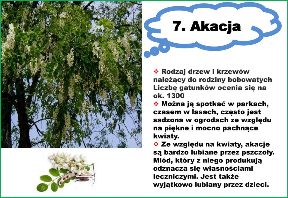 piękne i mocno pachnące kwiaty. Ze względu na kwiaty, akacje są bardzo lubiane przez pszczoły.