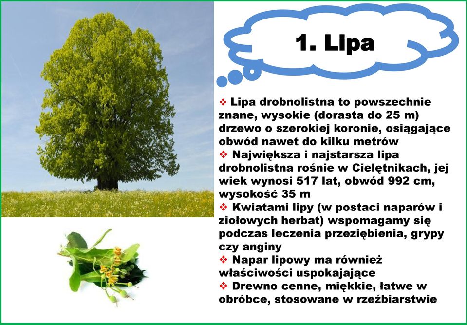 cm, wysokość 35 m Kwiatami lipy (w postaci naparów i ziołowych herbat) wspomagamy się podczas leczenia przeziębienia,