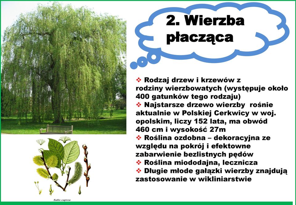 opolskim, liczy 152 lata, ma obwód 460 cm i wysokość 27m Roślina ozdobna dekoracyjna ze względu na pokrój