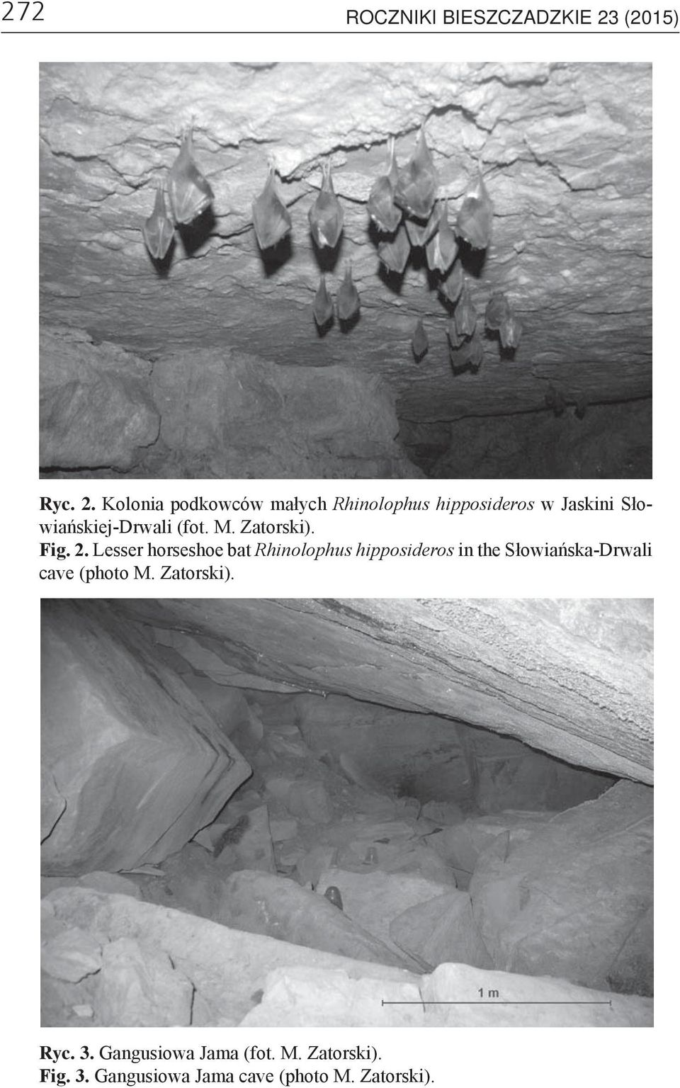 Kolonia podkowców małych Rhinolophus hipposideros w Jaskini Słowiańskiej-Drwali (fot.