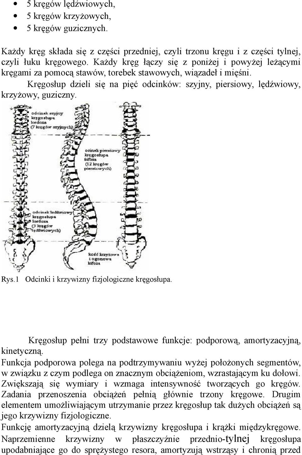 Kręgosłup dzieli się na pięć odcinków: szyjny, piersiowy, lędźwiowy, krzyżowy, guziczny. Rys.1 Odcinki i krzywizny fizjologiczne kręgosłupa.