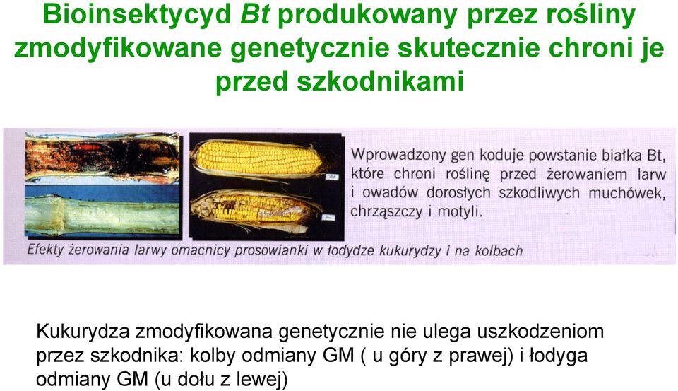 zmodyfikowana genetycznie nie ulega uszkodzeniom przez