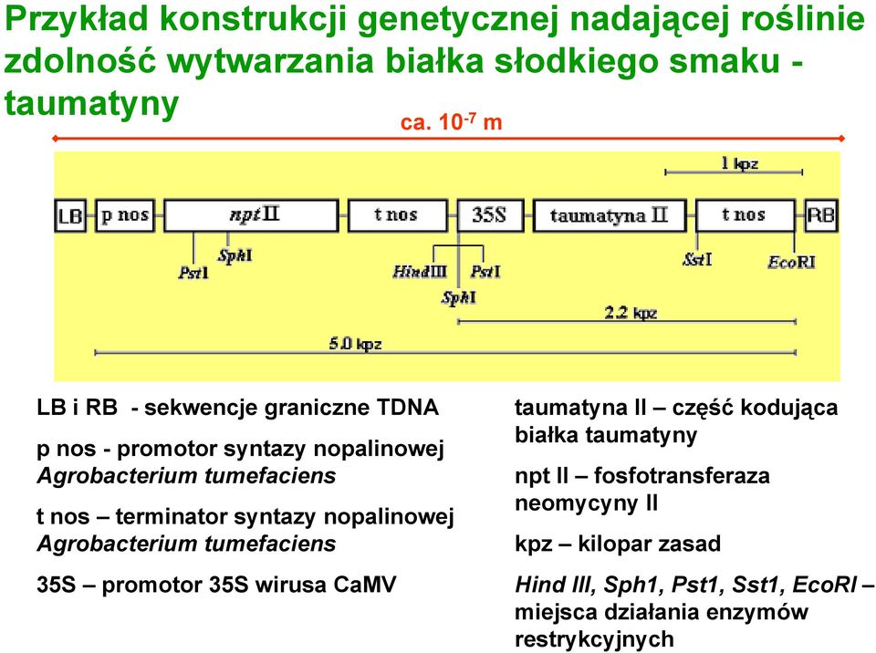 terminator syntazy nopalinowej Agrobacterium tumefaciens 35S promotor 35S wirusa CaMV taumatyna II część kodująca białka